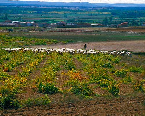 Sheep grazing on vines after the harvest near   Benavente Castilla y Len Spain