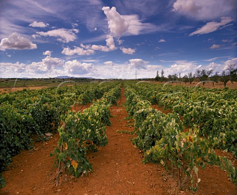 Vineyard on red soil Godelleta Valencia Spain  Valencia