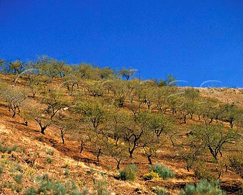 Almond grove north of Malaga Andalucia