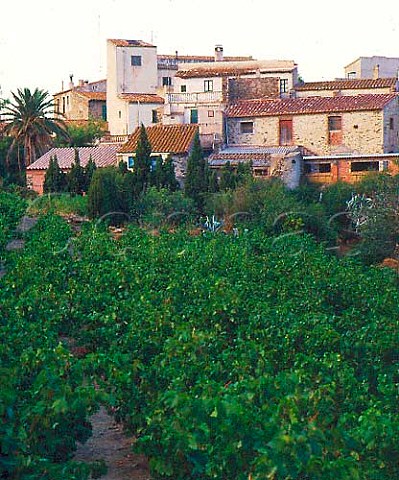 Vineyard at Espolla Catalonia Spain   Ampurdn  Costa Brava
