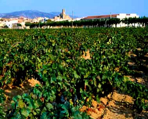 Vineyards around the village and cooperative of Garriguella Catalonia Spain  AmpurdanCosta Brava