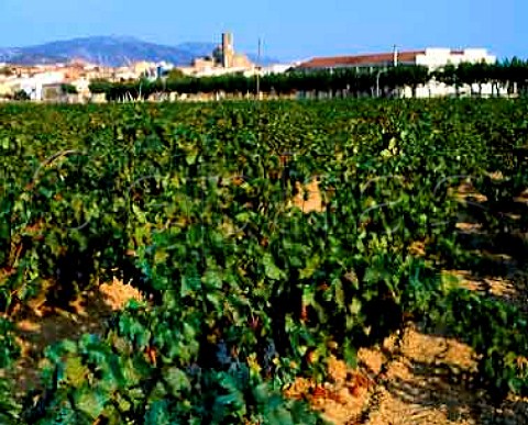 Vineyards around the village and cooperative of Garriguella Catalonia Spain  AmpurdanCosta Brava