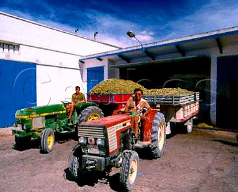 Unloading grapes at Godelleta cooperative Spain Valencia DO