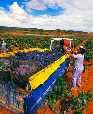 Harvesting Bobal grapes in vineyard near Requena   Valencia Spain UtielRequena