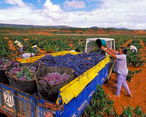 Harvesting Bobal black grapes in vineyard near Requena Valencia province Spain UtielRequena