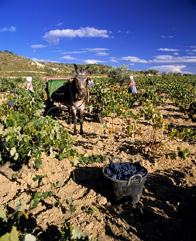 Harvesting Bobal grapes Valencia province Spain    DO UtielRequena