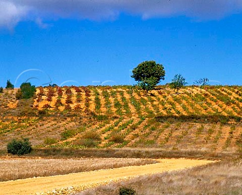 Vineyards near Benavente Castilla y Len Spain