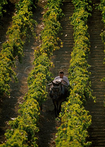 Preparing soil in vineyard to absorb the winter rain Jerez Andaluca Spain Sherry