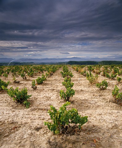 Garnacha vineyard at San Adrin La Rioja Spain   Rioja Baja