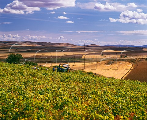 Harvesting Airn grapes in vineyard to the east of   Valdepeas Castilla La Mancha Spain La Mancha
