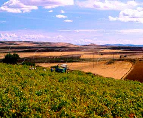Harvesting Airn grapes in vineyard to the east of   Valdepeas Castilla La Mancha Spain   La Mancha