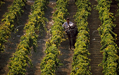 Preparing soil in vineyard to absorb the winter rain Jerez Andaluca Spain Sherry