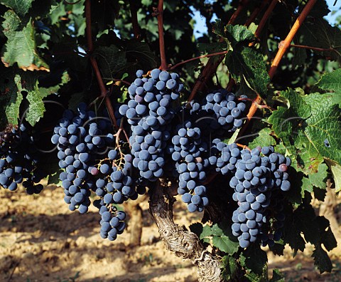 Cabernet Sauvignon grapes in vineyard of Jean Leon Torrelavid Catalonia Spain   Penedes