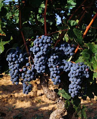 Cabernet Sauvignon grapes in vineyard of Jean Lon owned by Torres Torrelavid Catalonia Spain  Peneds