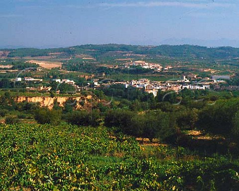 Vineyards around village of Torrelavid Catalonia   Spain   Peneds
