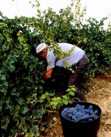 Harvesting Cabernet Sauvignon of Torres at Pacs del   Penedes near Villafranca del Penedes Catalonia