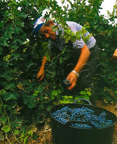 Harvesting Cabernet Sauvignon grapes in Torres Mas   La Plana vineyard Pacs del Penedes Catalonia Spain