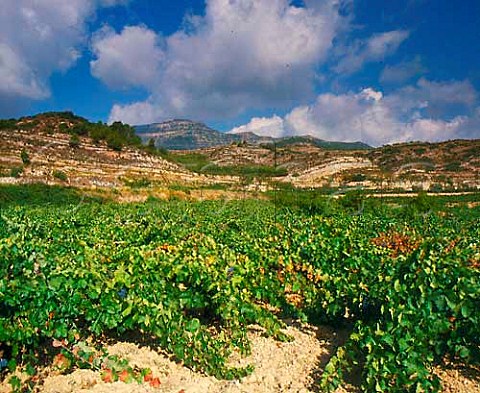 Vineyards near Cornudella de Montsant   Tarragona province Catalonia Spain   Montsant
