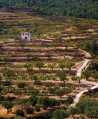 Vineyards with olive and almond trees on terraces near La Bisbal de Falset Catalonia Spain  DO Montsant