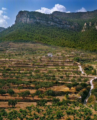 Vineyards olive trees and almond trees on terraces near La Bisbal de Falset Tarragona province Catalonia Spain DO Montsant