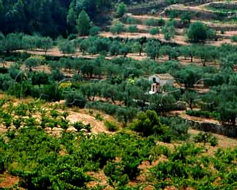Vineyards and olive trees near La Bisbal de Falset  Tarragona province Catalonia Spain     DO Montsant