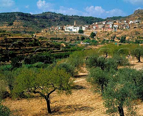 Olive and almond trees at La Bisbal de Falset Catalonia Spain  Montsant