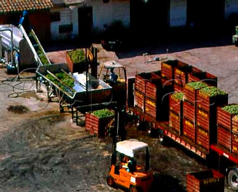 Unloading grapes at Raimat Lerida Catalunya Spain Costers del Segre