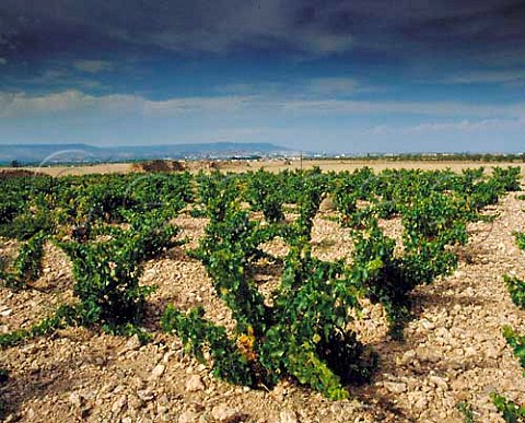 Vineyards at Ainzon Aragon DO Campo de Borja