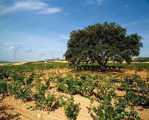 Tinto Fino vineyard of Alejandro Fernndez  Pesquera de Duero Castilla y Len Spain   Ribera del Duero