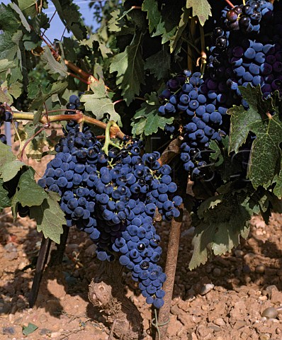 Tempranillo grapes in vineyard of  Alejandro Fernandez at Pesquera de Duero Castilla y Leon Spain  Ribera del Duero