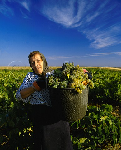Harvesting Viura grapes Rueda Castilla Y Len Spain Rueda