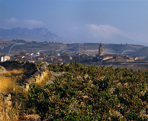 Early morning light on vineyard at Fonzaleche west of Haro La Rioja Spain  Rioja Alta