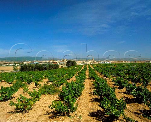 Olite and vineyard Navarra Spain  Once the   capital of the Kings of Navarra