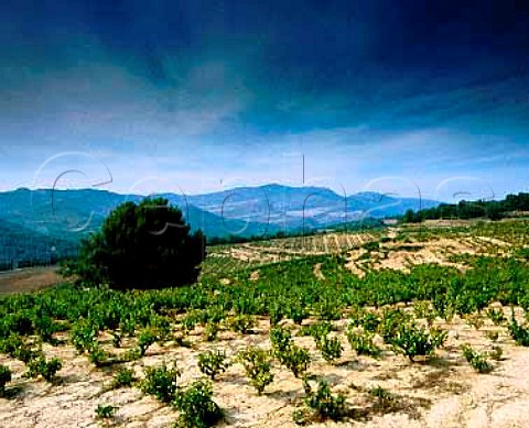 Vineyards of Bodegas del Senorio de Sarria Puente   la Reina Navarra