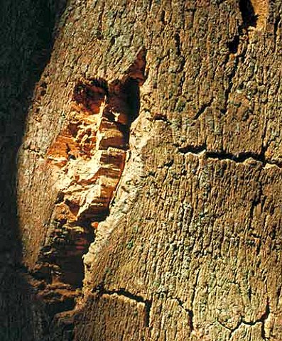 Closeup of the bark of Cork Oak
