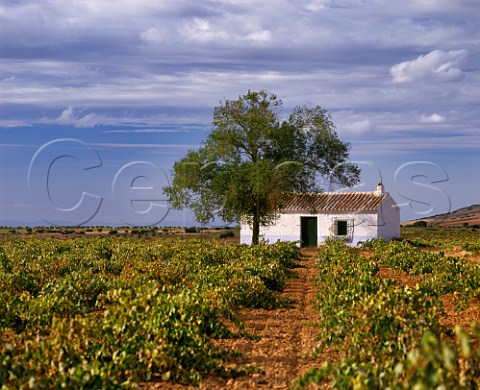 White building in vineyard near Valdepeas CastillaLa Mancha Spain
