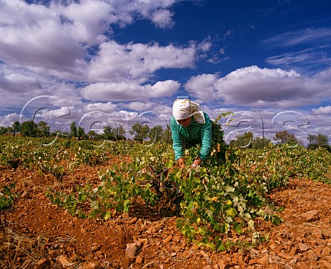 Woman picking Airen grapes La Mancha Spain