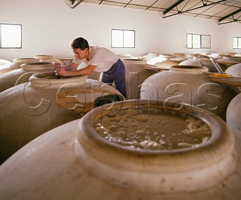 Checking specific gravity of wine fermenting in   tinajas Bodegas Alvear Montilla Andalucia Spain MontillaMoriles