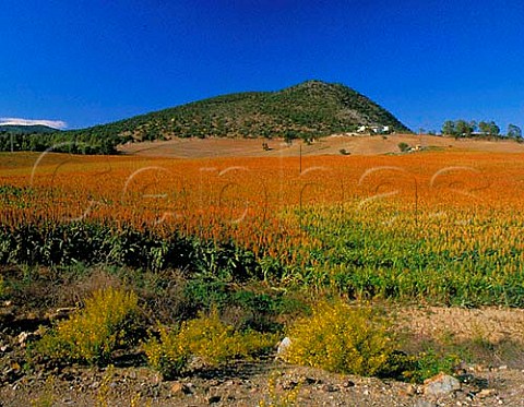 Field of Sorghum Andaluca Spain
