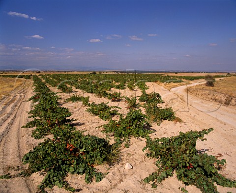 Bush vines in arid vineyard near Navalcarnero southwest of Madrid Spain Vios de Madrid