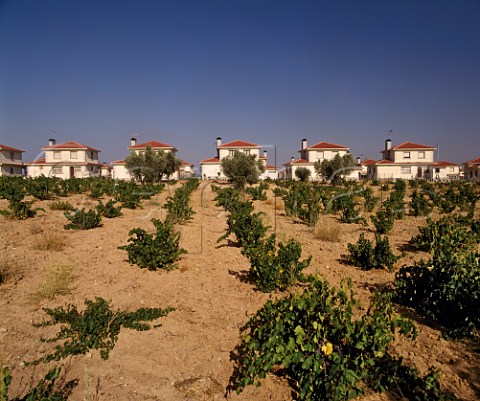 Vineyard by new houses at Monteviejo south  west of Madrid Spain   Vinos de Madrid
