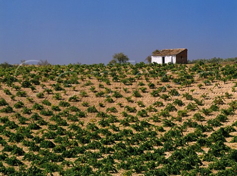 Vineyard near La Puebla de Montalban   CastillaLa Mancha Spain  Mentrida DO