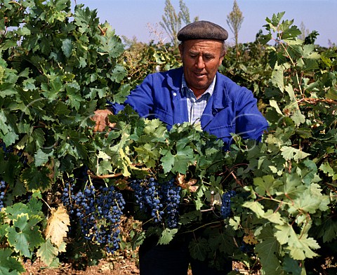 Harvesting Cabernet Sauvignon grapes on the   Valdepusa estate of Carlos Falco  Marques de   Grion at Malpica de Tajo west of Toledo Spain