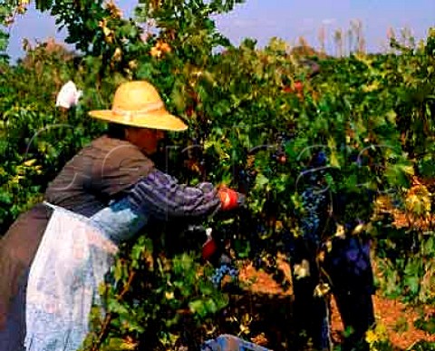 Harvesting Cabernet Sauvignon grapes on the   Valdepusa estate of Carlos Falco  Marques de   Grion Malpica de Tajo CastillaLa Mancha Spain