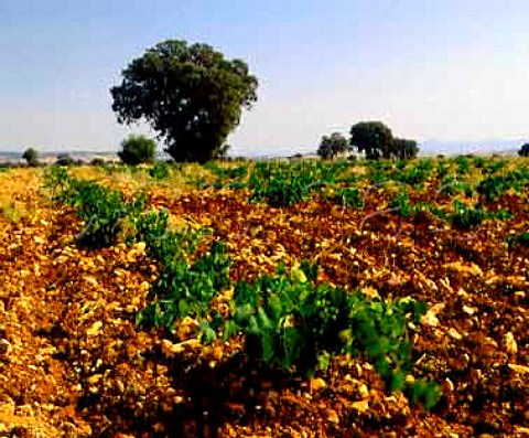 New planting of Petit Verdot vines on the Valdepusa   estate of Carlos Falco  Marques de Grinon at   Malpica de Tajo west of Toledo Spain