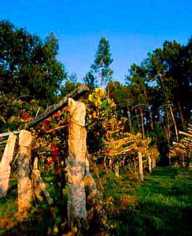 Vines on low pergolas near Salvaterra del Mino   Galicia Spain     DO Rias Baixas