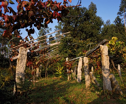 Vines supported on low pergolas the posts are made of local granite Salvaterra de Mio Galicia Spain  Ras Baixas