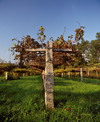 Vines on low pergolas supported on posts made of local granite   Salvaterra de Mino Galicia  Spain   DO Rias Baixas