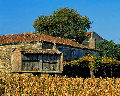 Farm buildings with maize field The small buildings  are common in this area and are often used for  storing heads of maize through the winter for animal  feed A Estrada Galicia Spain