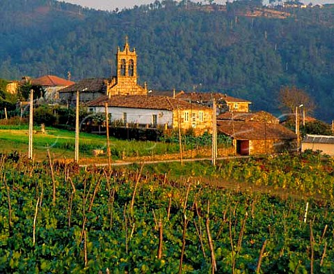 Vineyards around the village of Sanin in the valley   of the Rio Mio east of Ribadavia Galicia Spain     DO Ribeiro